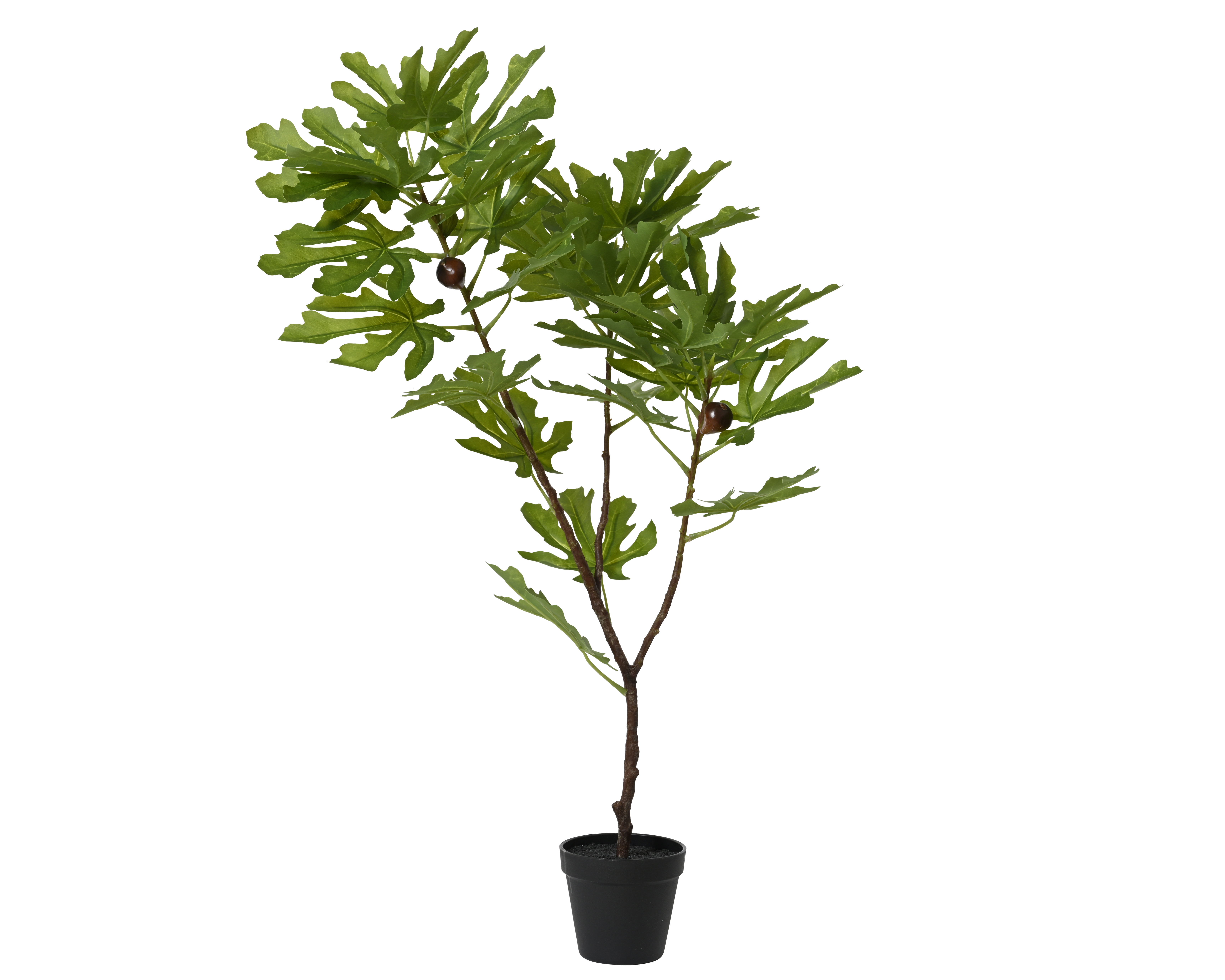 Feigenbaum im Topf TREE Feigenbaum im Topf TREE