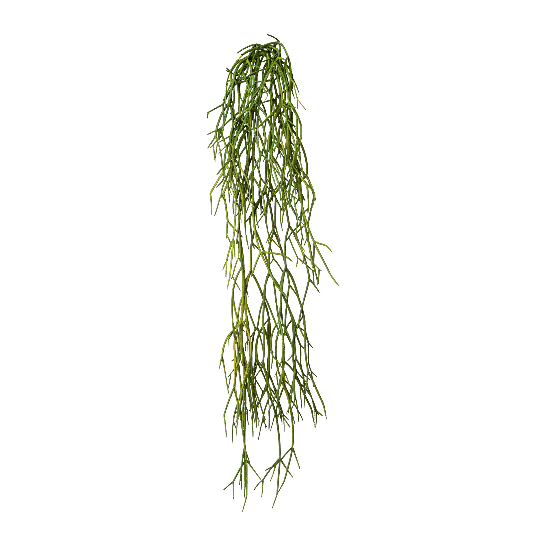 Dekopflanze RHIPSALIS Dekopflanze RHIPSALIS