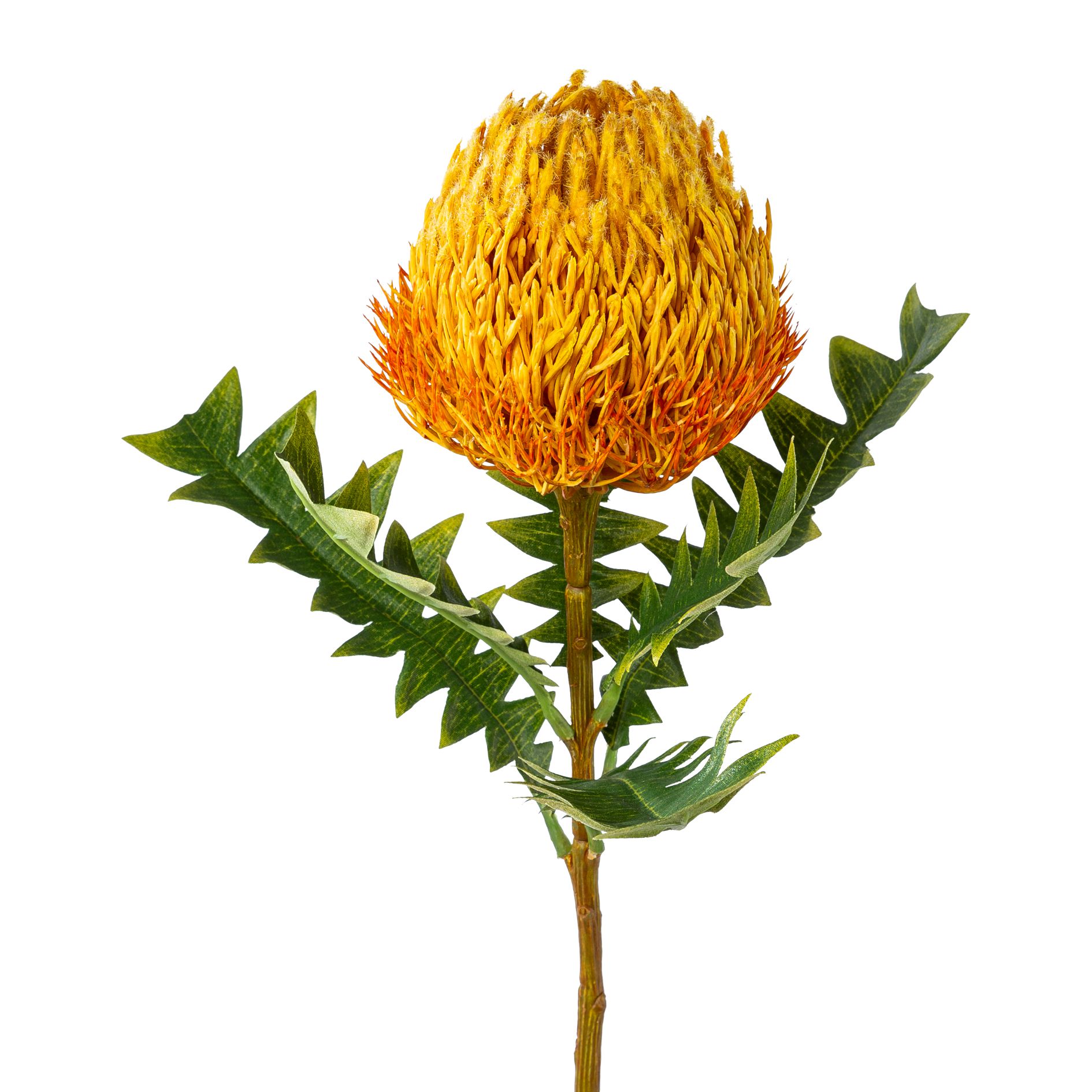 Deko-Zweig 68cm BANKSIA