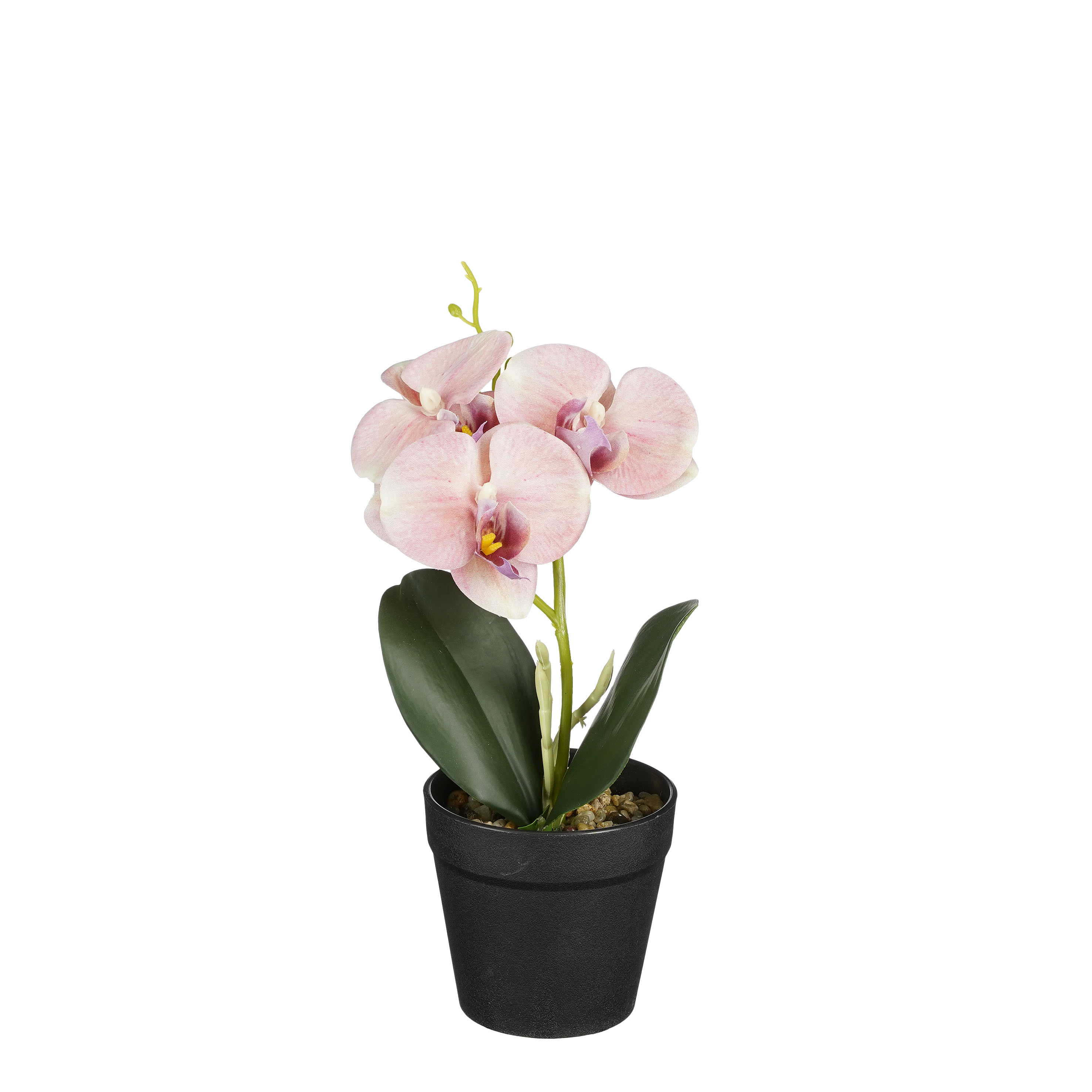 Phalaenopsis im Topf pfirsich 25cm ORCHIDEE Phalaenopsis im Topf pfirsich 25cm ORCHIDEE