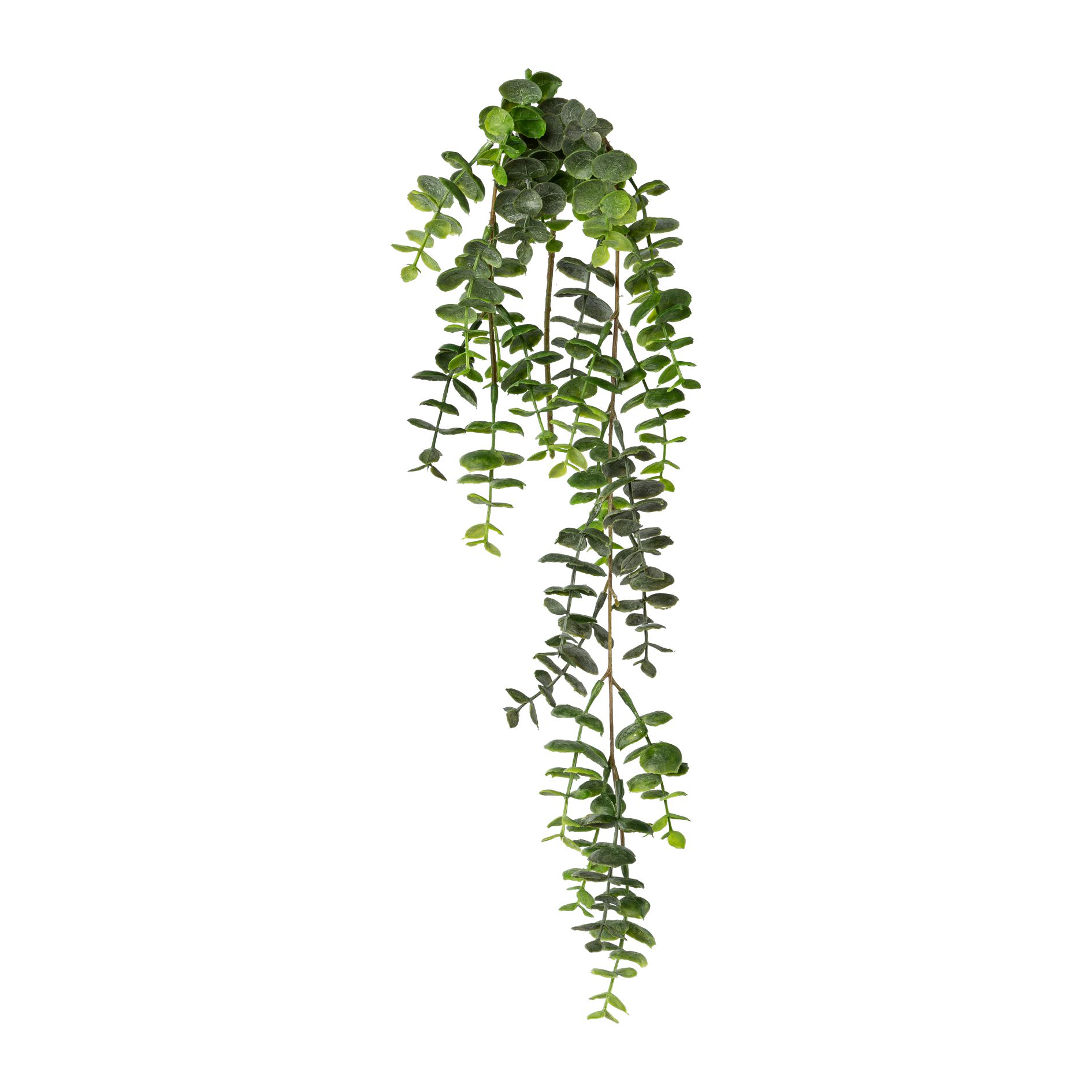 Dekopflanze Eukalyptus-Hängezweig EUKALYPTUS Dekopflanze Eukalyptus-Hängezweig EUKALYPTUS