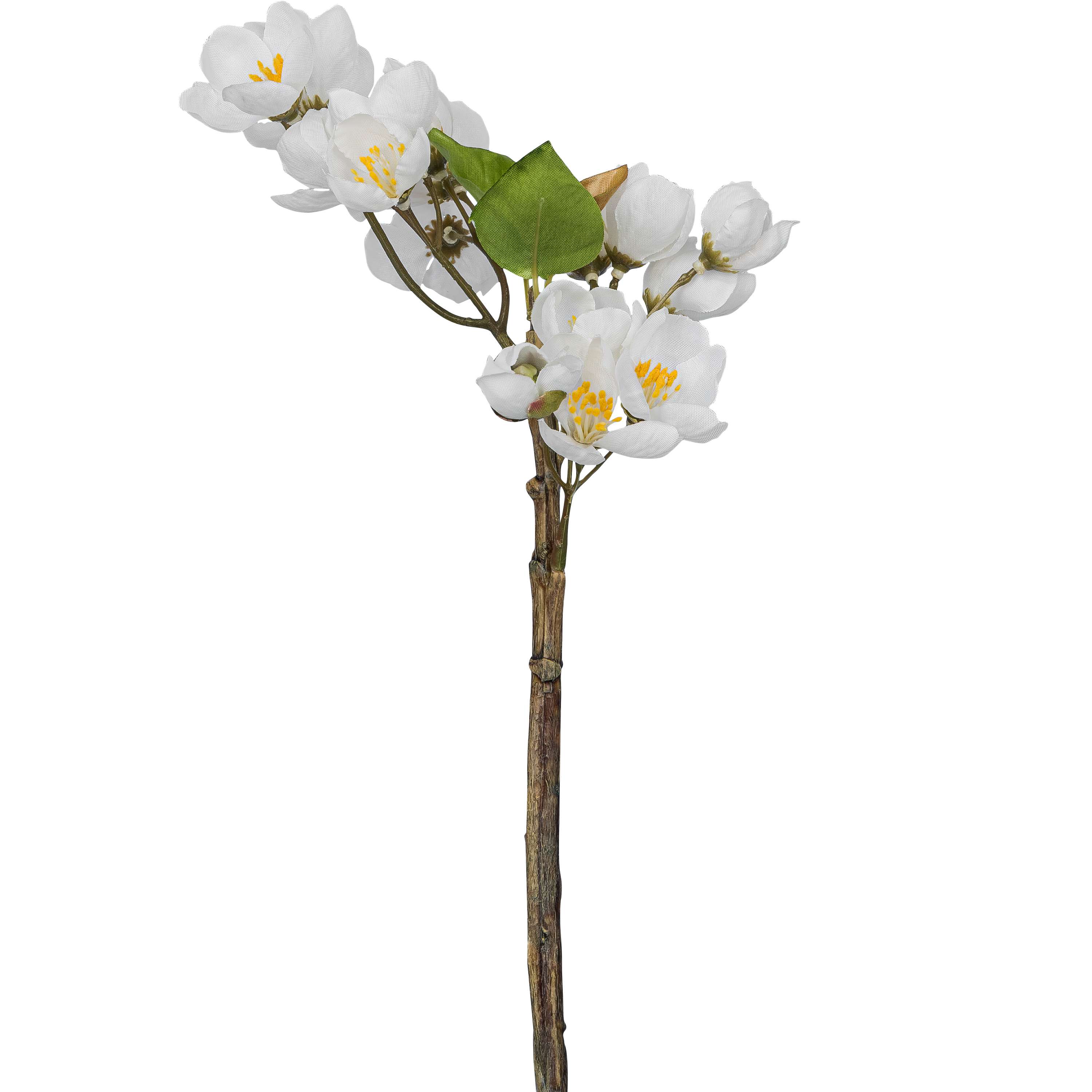 Apfelblütenzweig APFELBLÜTE