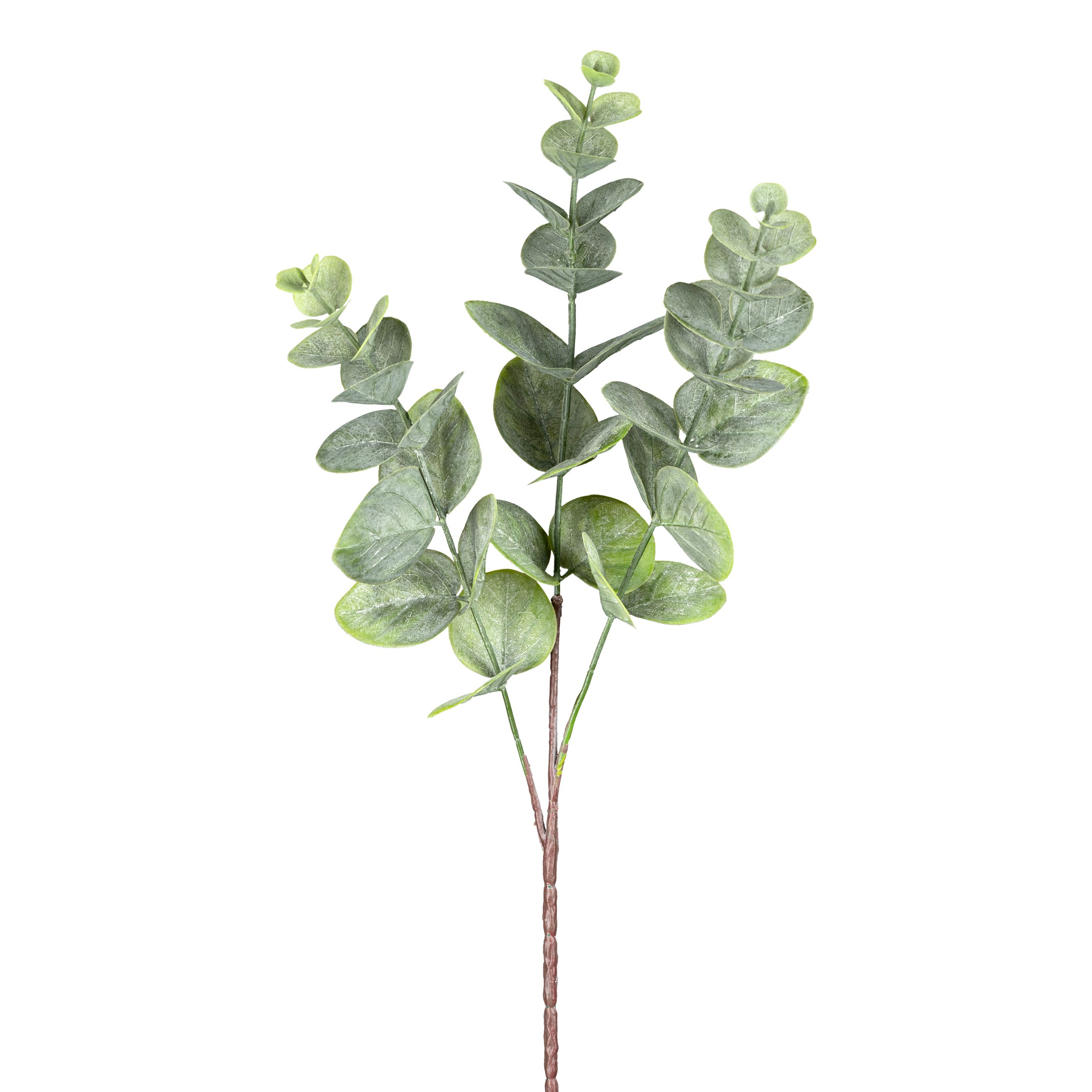 Dekopflanze Eukalyptuszweig EUKALYPTUS Dekopflanze Eukalyptuszweig EUKALYPTUS