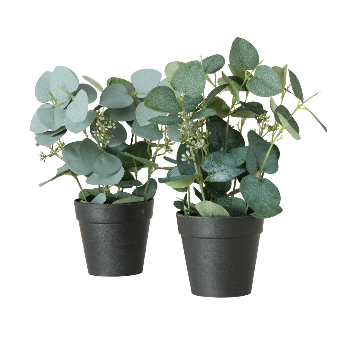 Eukalyptus im Topf FLOWERS