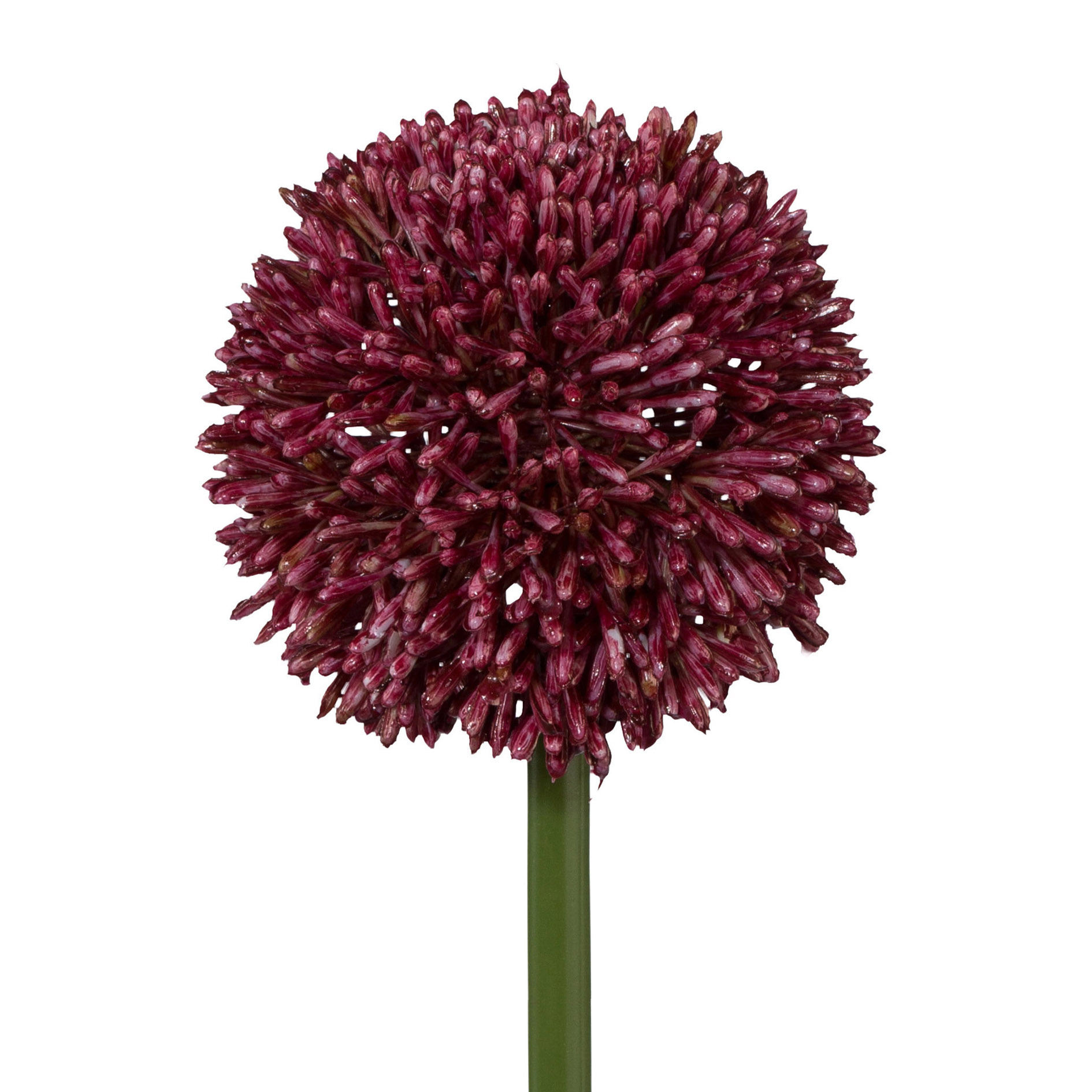 Deko-Blume  ALLIUM-ERIKA