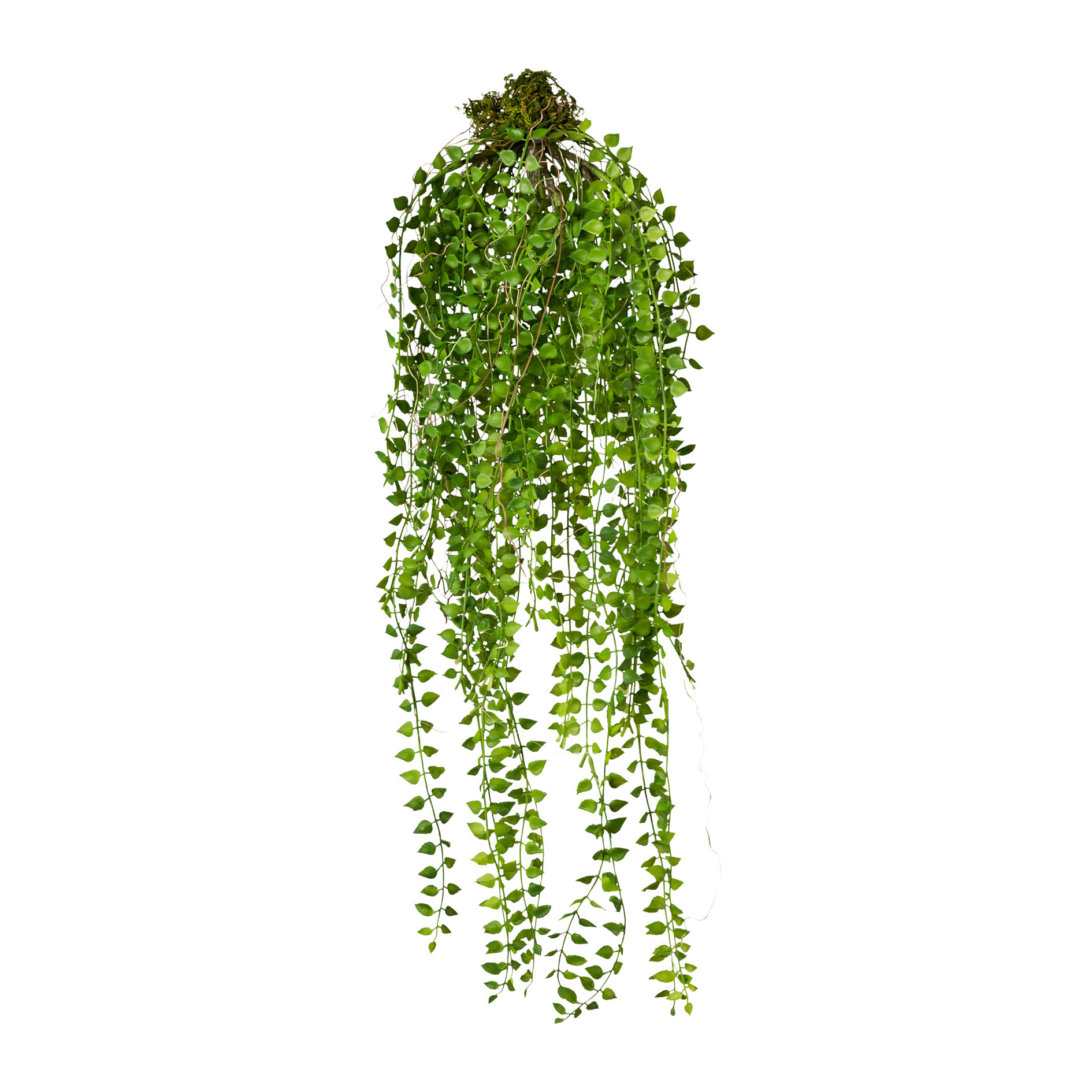 Dekopflanze COLUMNEA Dekopflanze COLUMNEA