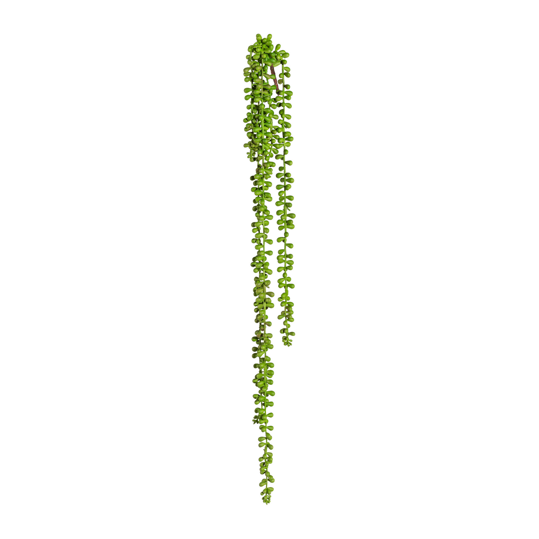 Dekopflanze SEDUM Dekopflanze SEDUM