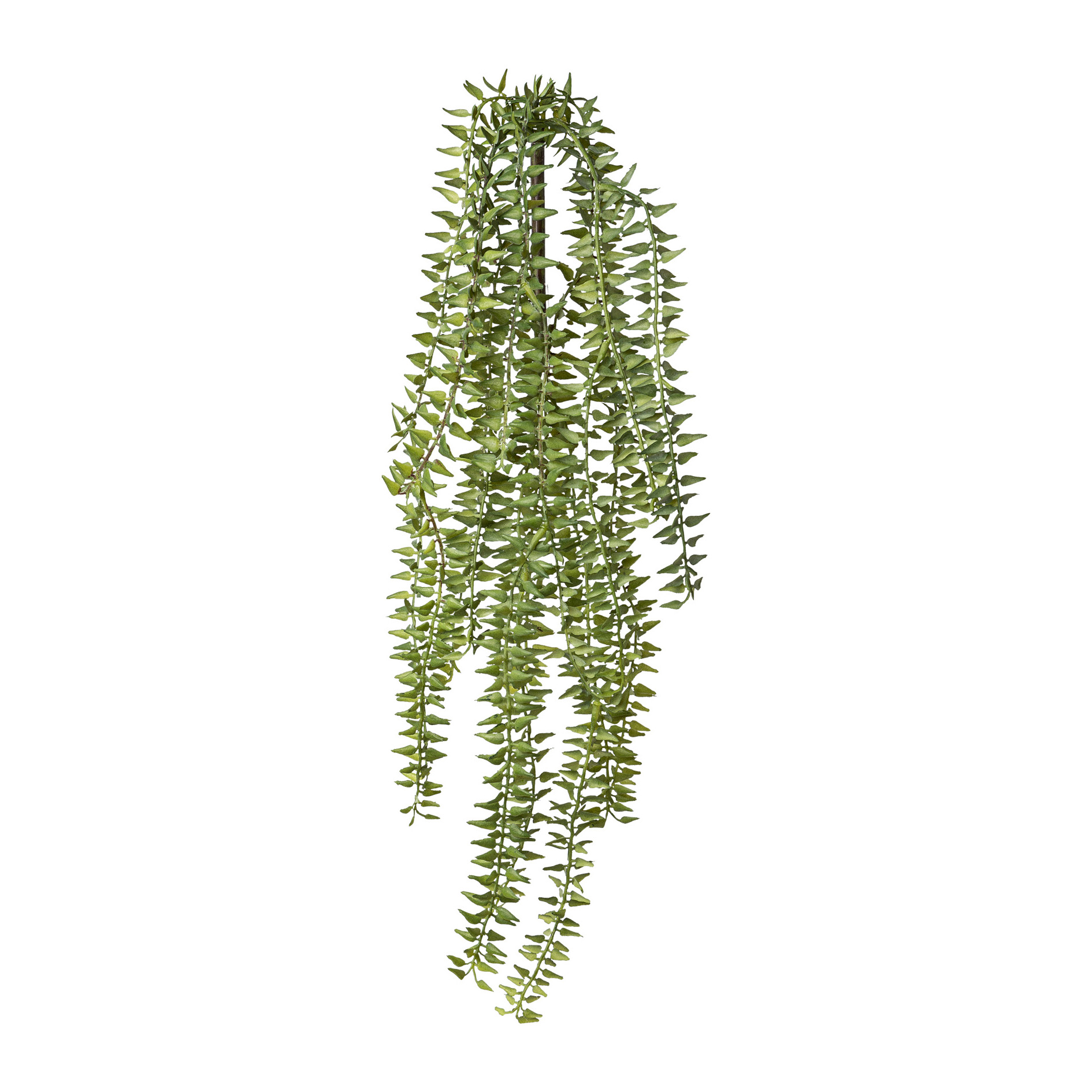 Dekopflanze COLUMNEA Dekopflanze COLUMNEA