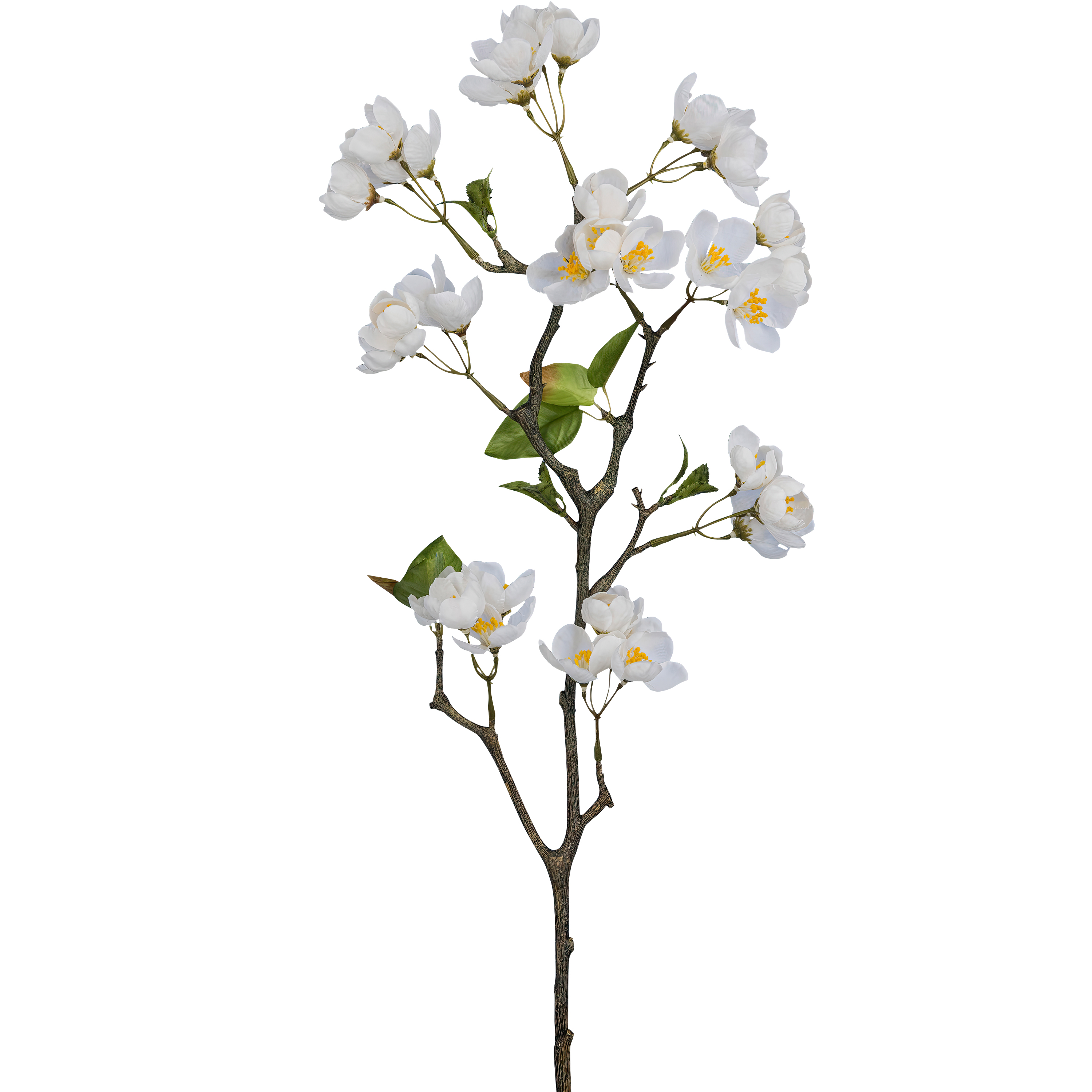 Apfelblütenzweig APFELBLÜTE