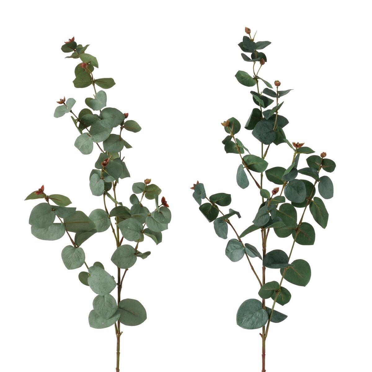 Eukalyptuszweig FLOWERS