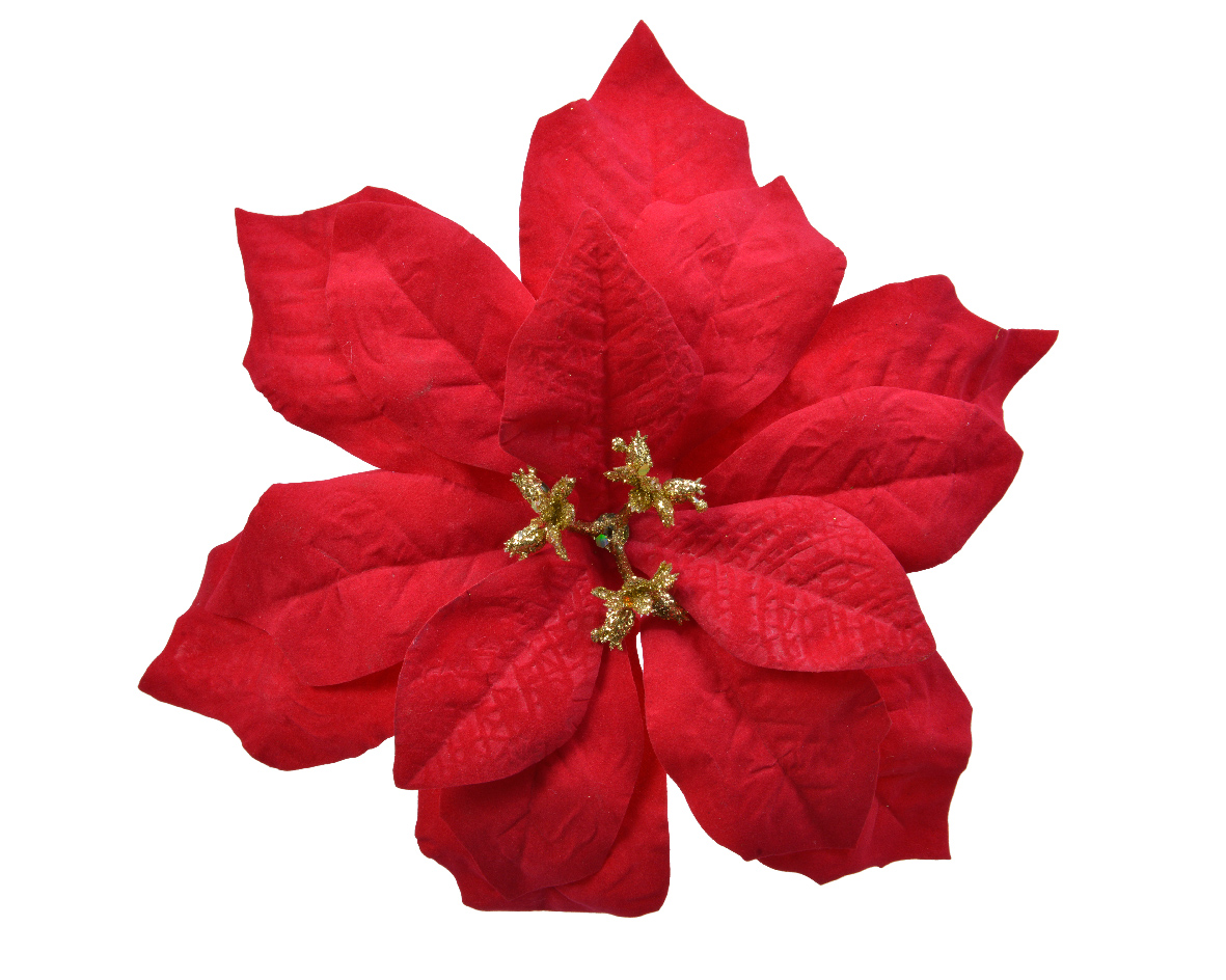 Blüte WEIHNACHTSSTERN