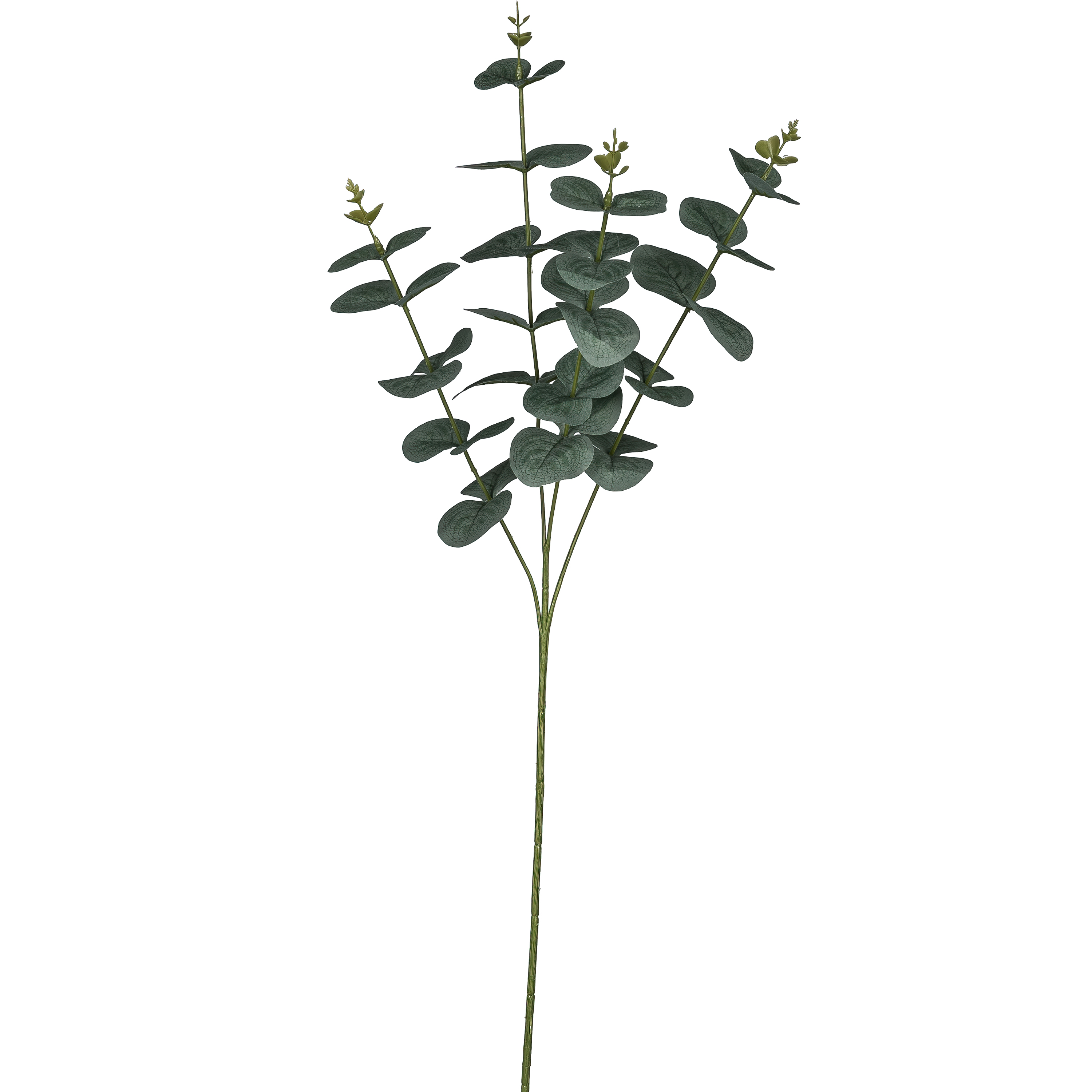 Eukalyptuszweig EUKALYPTUS